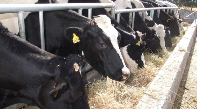 نحو إحداث برنامج خصوصي لترقيم الأبقار والأغنام خلال سنة 2027