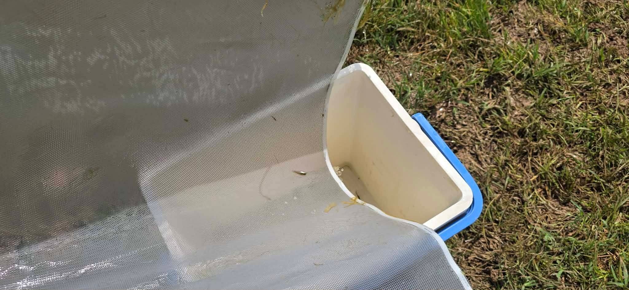 بنزرت..فرق الصحة تستخدم سمك الڨنبوزيا للقضاء على يرقات الحشرات