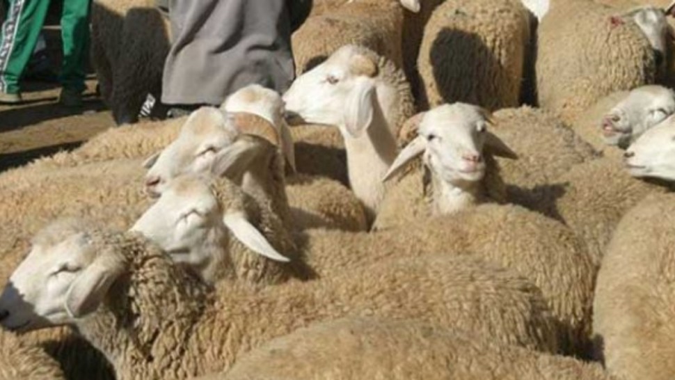 رئيس اتحاد الفلاحة بالقيروان: نقص العرض بسوق الأضاحي سببه التفريط في الإناث بالذبح خلال سنوات الجفاف  