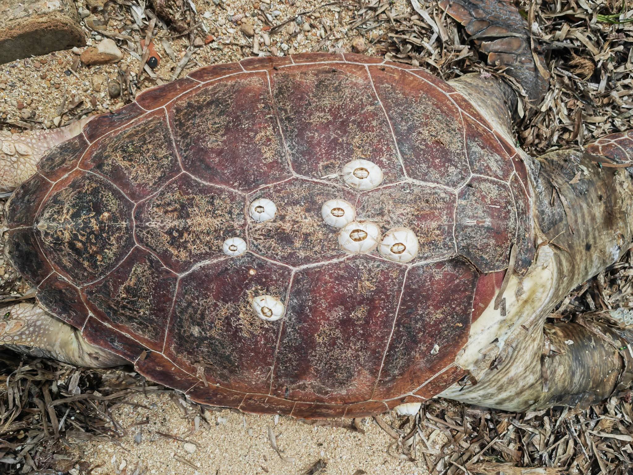   نفوق سلحفاة بحرية على سواحل جرجيس