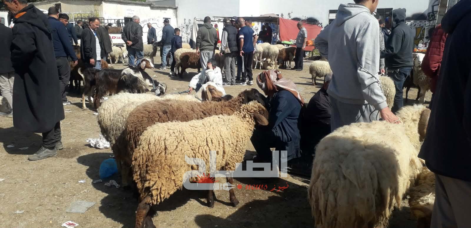سوق الدواب بالجديْدة.. تواصل ارتفاع الأسعار و"القشارة متهمون" !