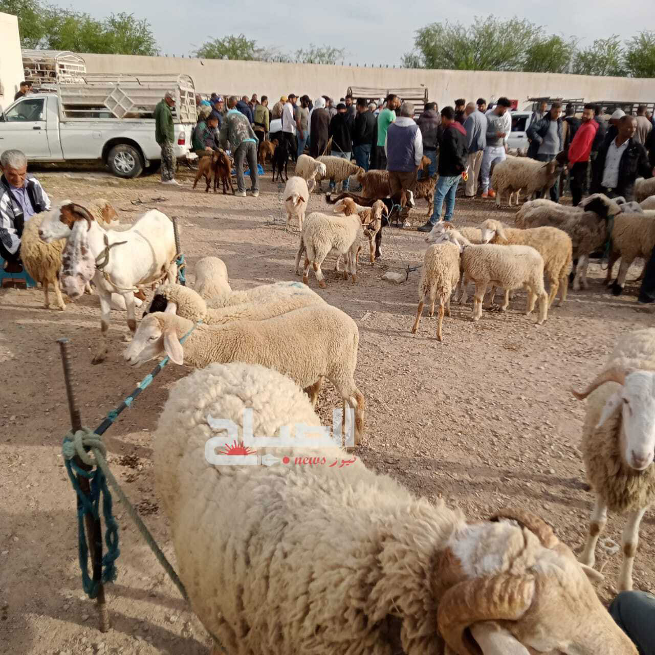 🔴سوق الدواب بالقيروان قبل نصف شهر من عيد الأضحى