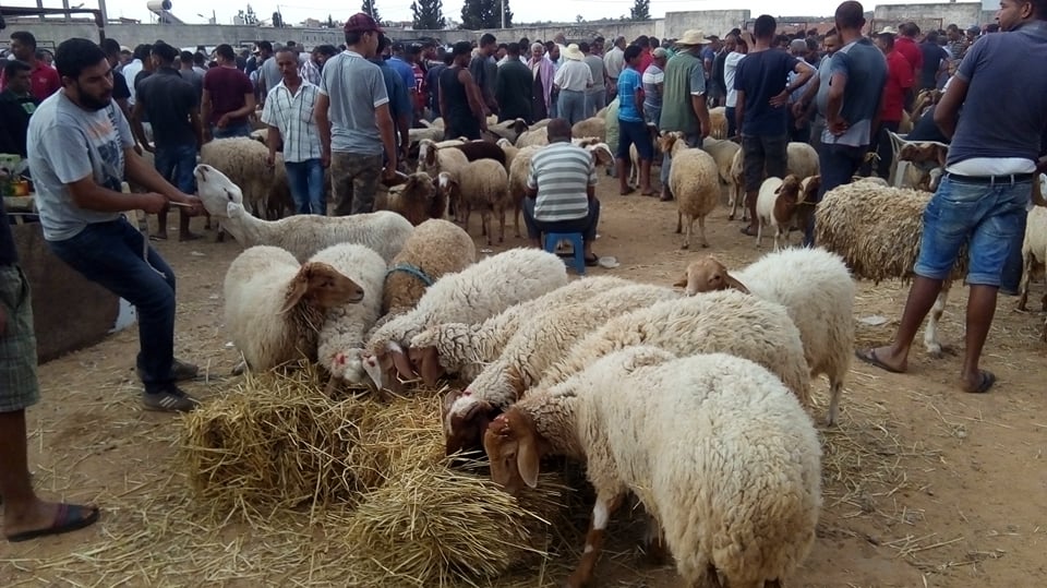  القلعة الكبرى.. تخصيص نقطة بيع منظّمة لبيع أضاحي العيد 