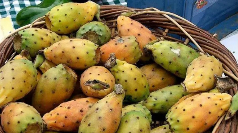 بمناسبة العيد الوطني للفلاحة.. تظاهرة لتثمين منتوجات التين الشوكي