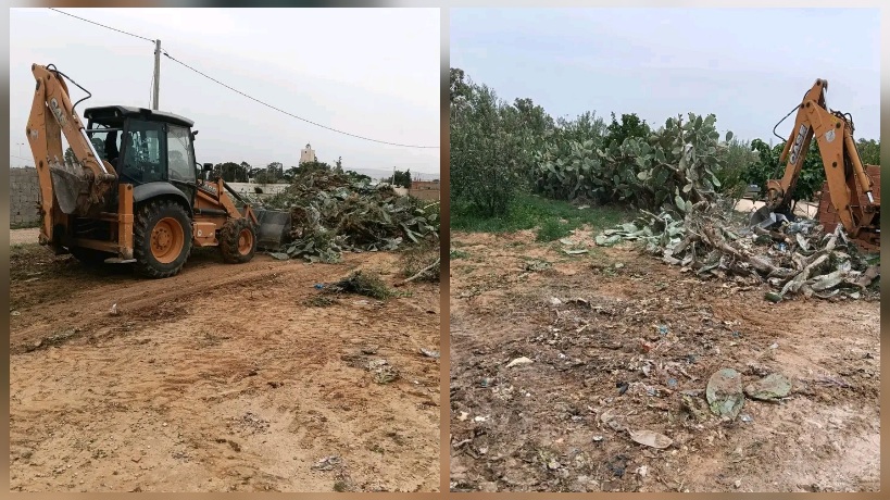  القصرين.. إزالة كروم التين الشوكي المُتضررة من الحشرة القرمزية