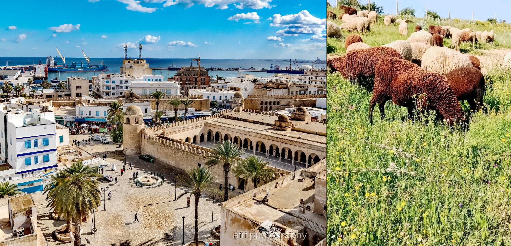 ابتداء من 18 ماي.. نقطة بيع بالميزان ونقاط بيع مُنظّمة لأضاحي العيد بولاية سوسة