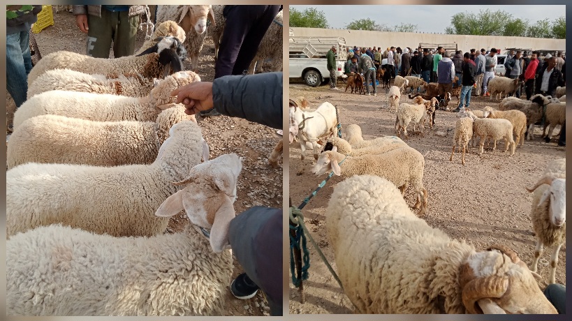 القيروان.. إحداث نقطتيْن مُنظمتيْن لبيع أضاحي العيد 