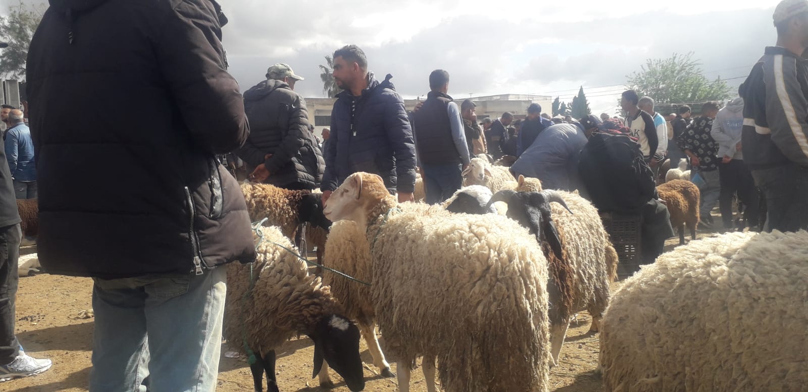 الجديدة / منوبة.. توفر الأضاحي وسط ارتفاع للأسعار وعزوف عن الشراء