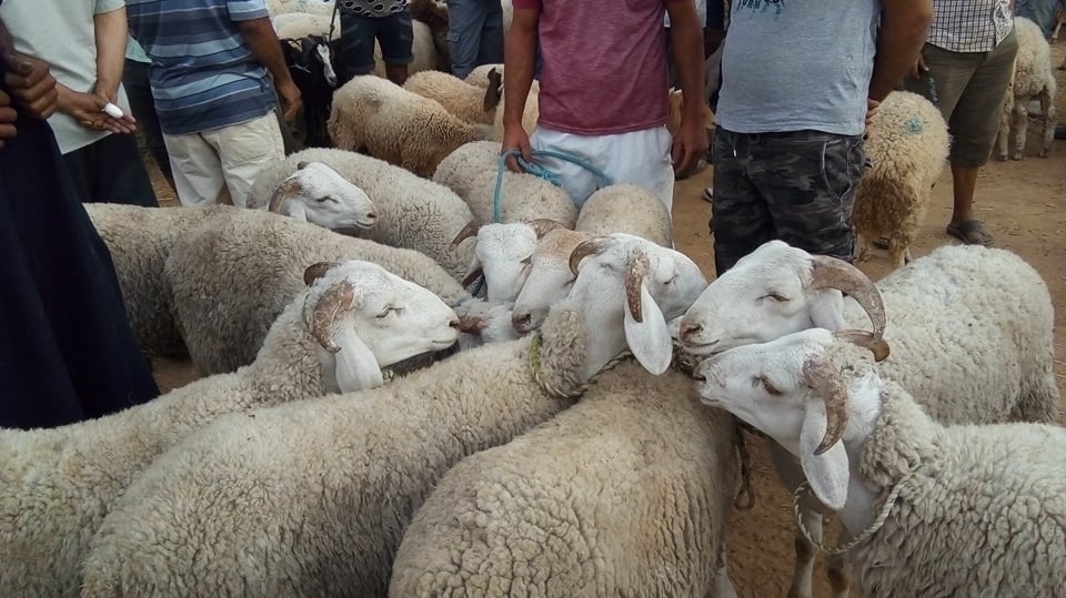  شط مريم.. تركيز نقطة بيع منظّمة لأضاحي العيد