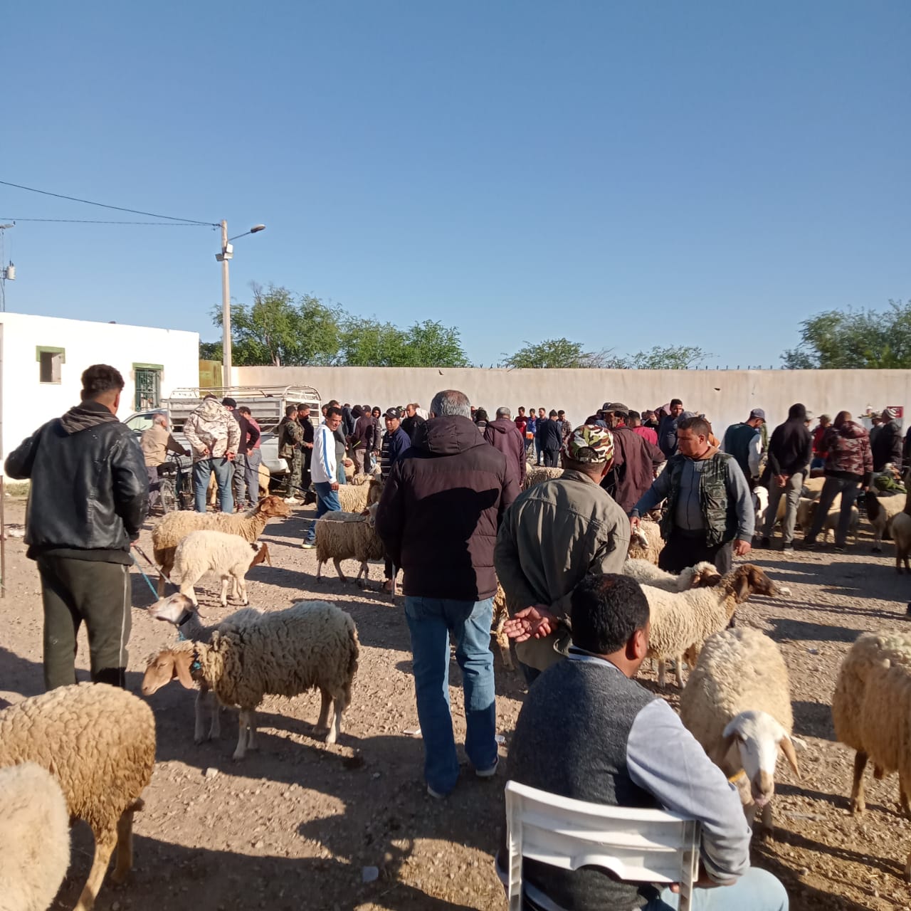 القيروان / قبل 9 أيام من عيد الأضحى.. حركية مُتفاوتة بسوق الدواب وإقبال حذر على اقتناء الأضاحي