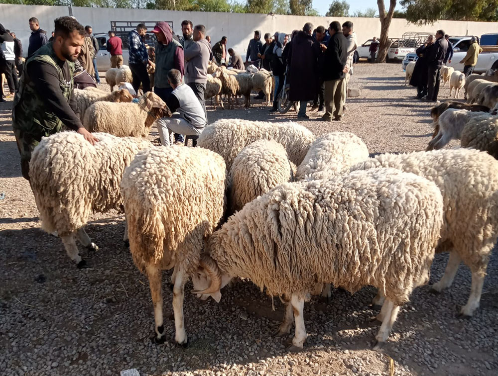 🔴القيروان.. أسعار الأضاحي قبل 9 أيام من عيد الأضحى