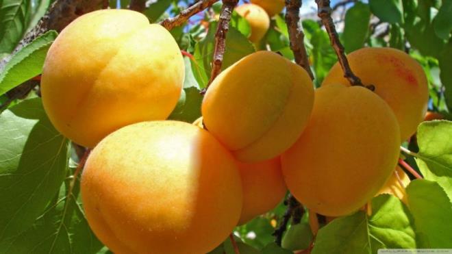 منها المشمش والخوخ.. توقعات بإنتاج 263 ألف طن من الغلال الصيفية بارتفاع قدره 4.6 بالمائة