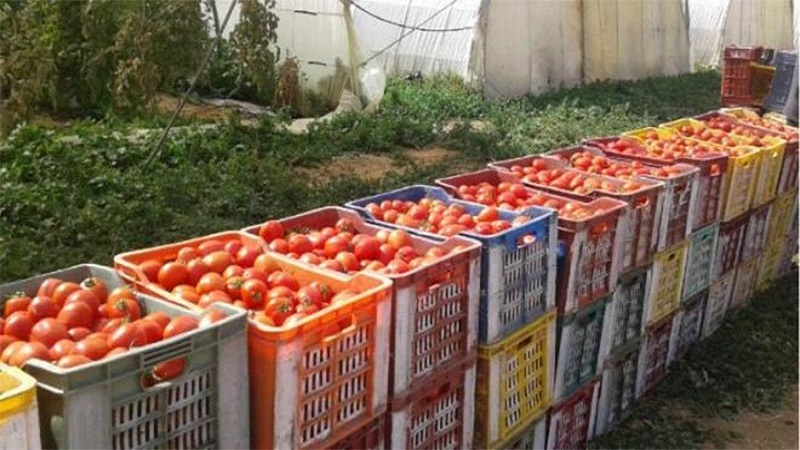 الهوارية.. تراجع صابة الطماطم ب30%