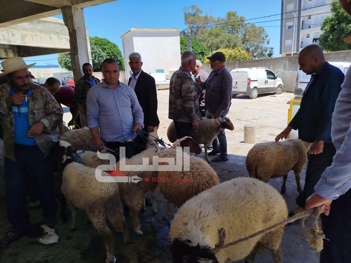 منزل تميم.. مواطنون يشتكون من الارتفاع المشط في أسعار الأضاحي منزل تميم.. مواطنون يشتكون من الارتفاع المشط في أسعار الأضاحي