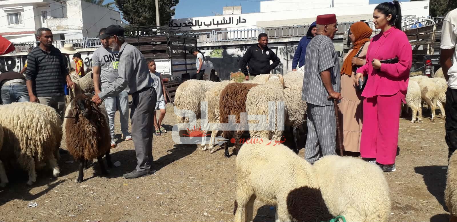منوبة/ سوق الدواب بالجديدة.. تراجع نسبي للأسعار وسط إقبال على الشراء