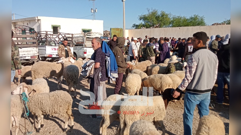 القيروان.. وفرة في عرض الأضاحي وحركية متواصلة بسوق الدواب