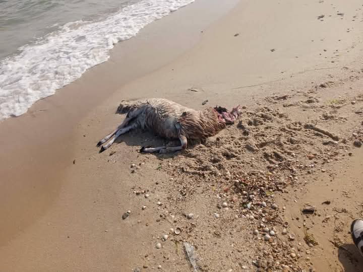 نفوق عدد من الخرفان بشاطئ سليمان 