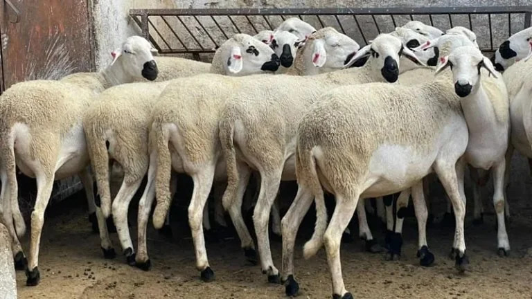 حول رفض هبة أجنبية من الأغنام.. المجمع المهني للفلاحة يوضح 