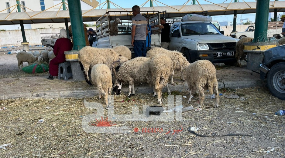 مدنين.. عمليات رقابية متواصلة لنقاط ببع الأضاحي ومحلات بيع اللحوم 