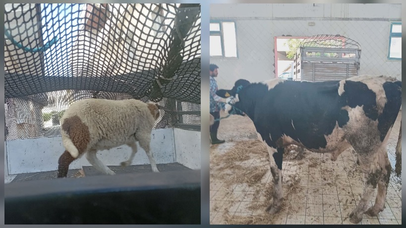 بنزرت.. جمعية البر والإحسان توزع 20 خروفا على أولي الحق 