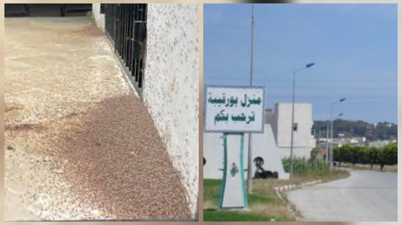 منزل بورقيبة.. انتشار كبير للناموس