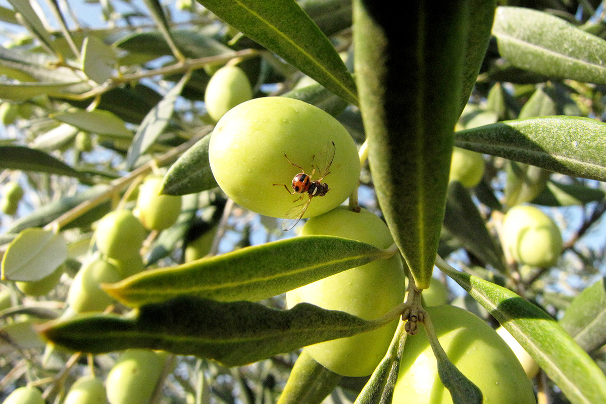 مدنين.. انطلاق حملة مكافحة ذبابة ثمار الزيتون 