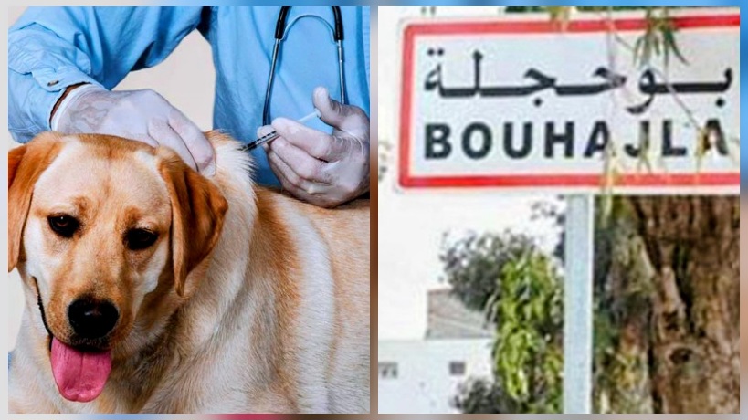 القيروان.. تواصل حملة التلقيح والتقصّي الوبائي لتعزيز الوقاية من داء الكلب ببوحجلة