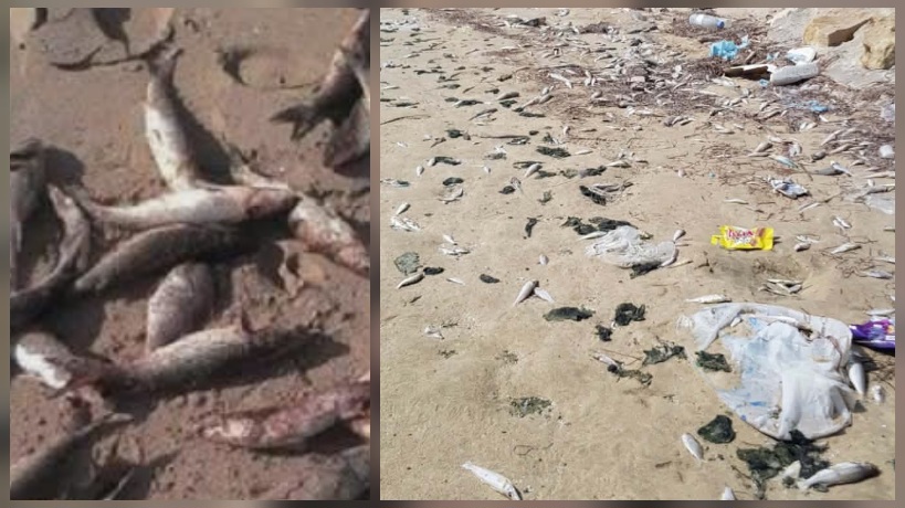 نفوق كميات كبيرة  من أسماك السردين بشاطى سليمان 