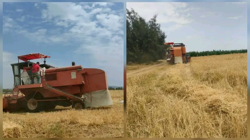 القصرين.. انطلاق موسم الحصاد وصابة مقبولة رغم التأخر في عملية الزرع 