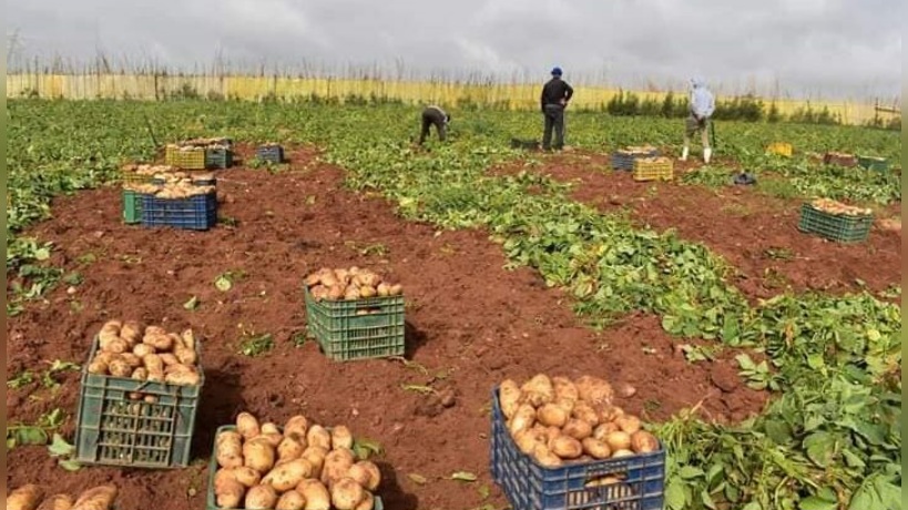 قفصة..انطلاق موسم جني البطاطا الفصلية وتحديد السعر بـ1200م للكغ 