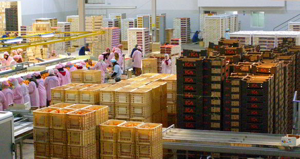 صادراتها نحو إيطاليا ارتفعت بـ60 %.. الخضر والغلال التونسية تستعيد طريقها نحو الدول الأوروبية