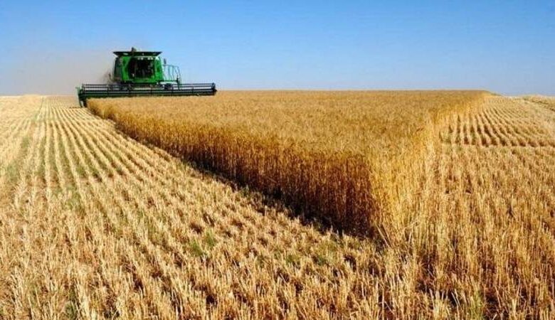 وزير الفلاحة يتابع موسم حصاد الحبوب بباجة