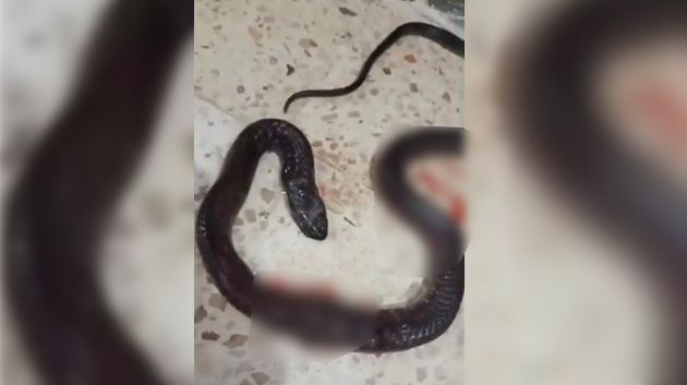 المظيلة.. ثعبان من فصيلة خطيرة يتسلل إلى غرفة أحد المنازل