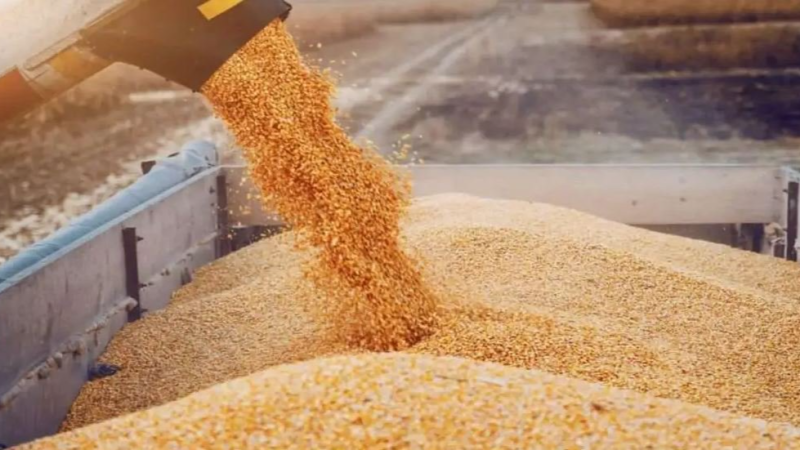 وسط مخاوف من التقلبات المناخية.. نسق تصاعدي في تجميع صابة الحبوب.. وارتفاع في القمح "اللين"