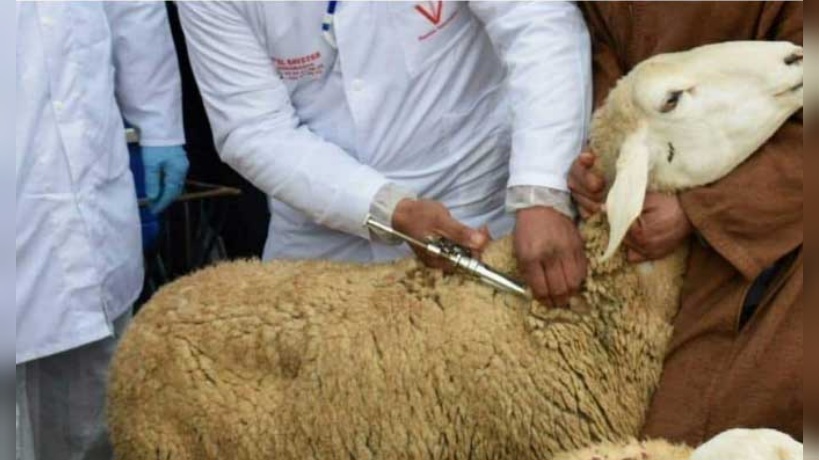 الإدارة العامة للمصالح البيطرية تدعو إلى رفع اليقظة الوبائية وتشديد المراقبة لحماية الثروة الحيوانية