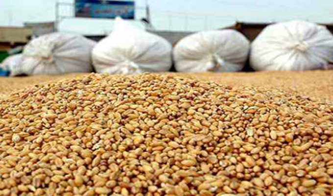 إلى غاية 19 جويلية.. تقدم حصاد الحبوب بنسبة 90% وتجميع أكثر من 10.5 ملايين قنطار