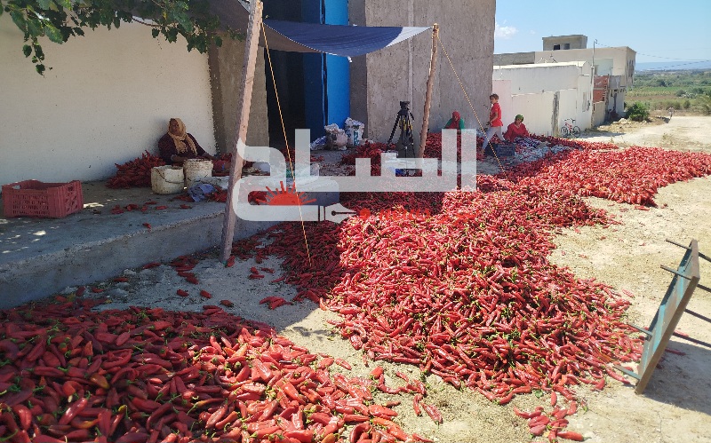 منزل حر / نابل.. موسم جني الفلفل الاحمر بين جودة المنتوج واندثار حرفة تقليدية 