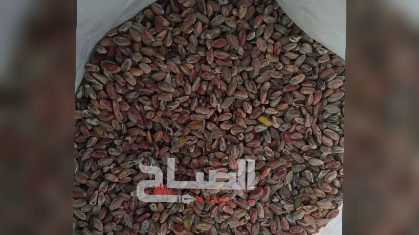 أريانة.. استعدادات حثيثة وحركية تجارية للاحتفال بالمولد النبوي