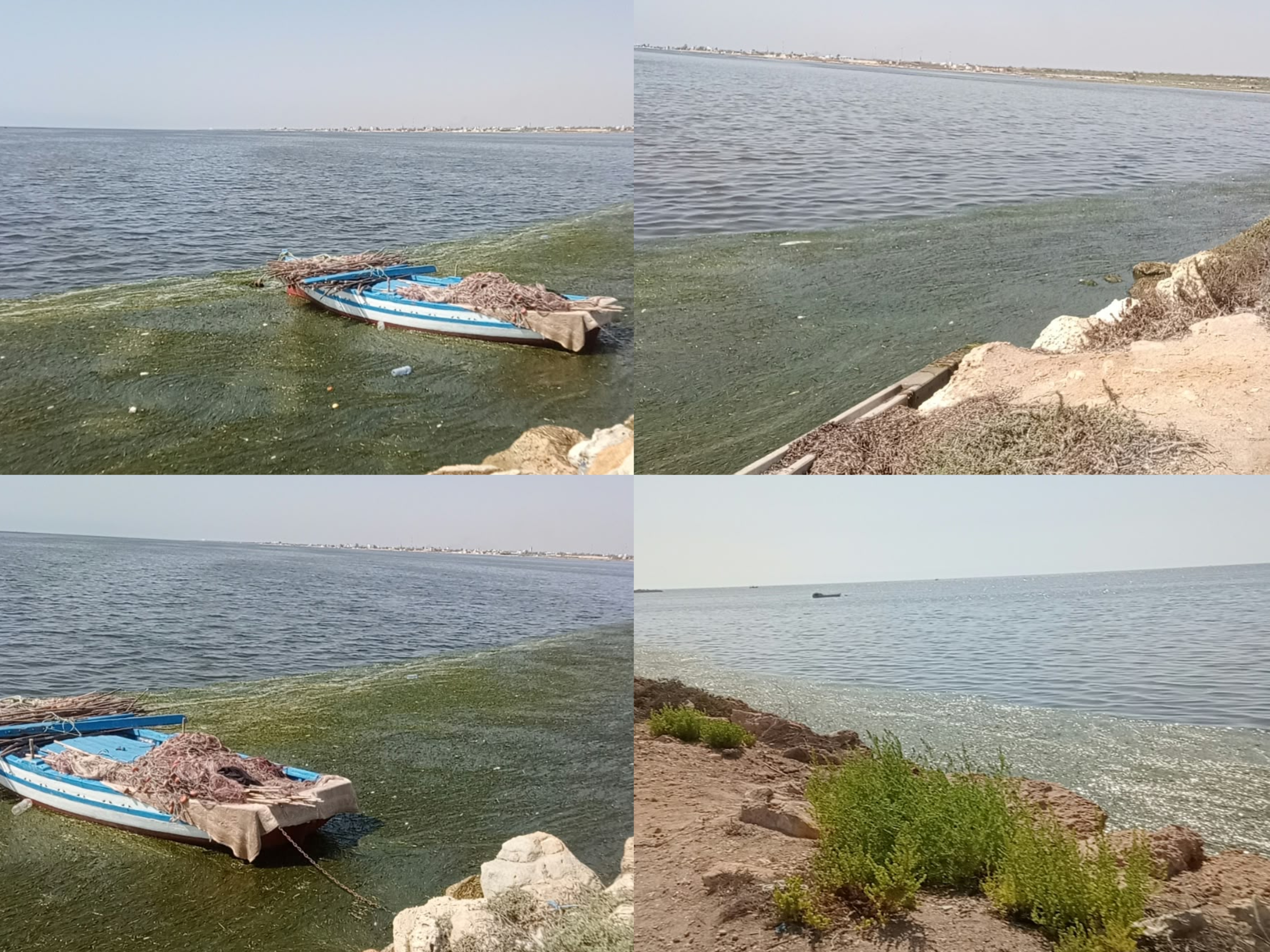 "البوسيدونيا" تُغطي شواطئ صفاقس.. ظاهرة موسمية طبيعية لنظام بيئي بحري 