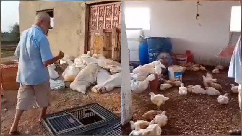 ملولش-المهدية.. نفوق أكثر من 4 آلاف دجاجة يفتح ملف مُعاناة صغار مُربي الدواجن