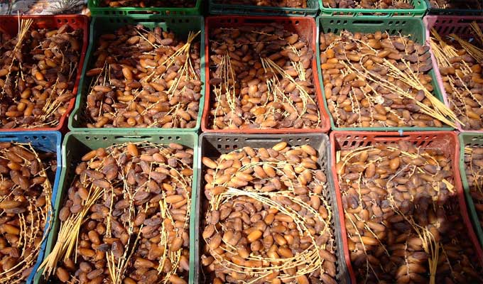 نحو خطة ترويجية متكاملة للتمور ودعم مختلف حلقات المنظومة وتعزيز حضورها بالأسواق الدولية