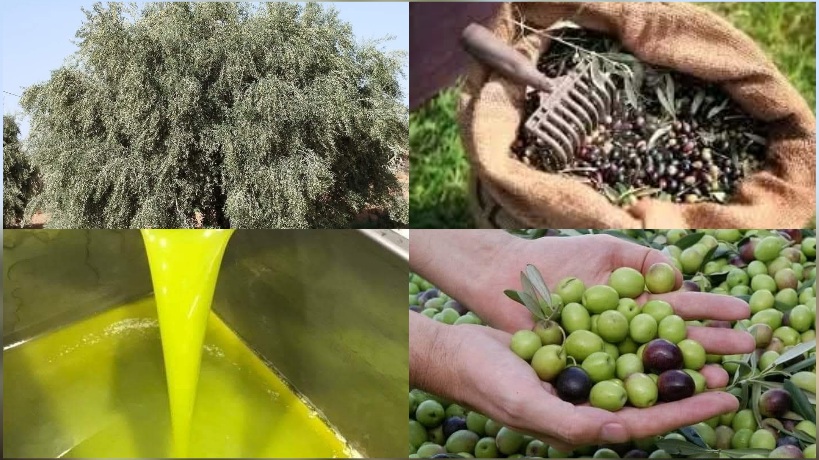 القيروان.. بوحجلة تتصدر تقديرات مناطق إنتاج الزيتون بـ92 ألف طن