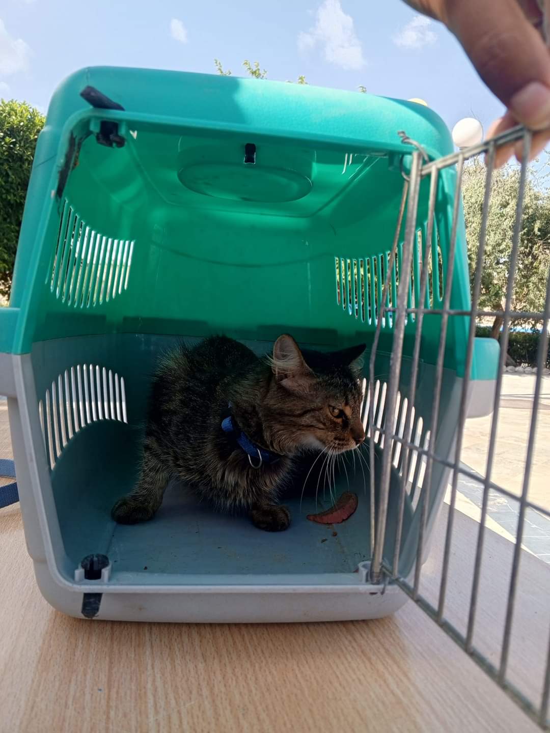 نابل : تسجيل 44 اصابة حيوانية بداء الكلب من بينها 5 أبقار 2 FB_IMG_1726326178160.jpg