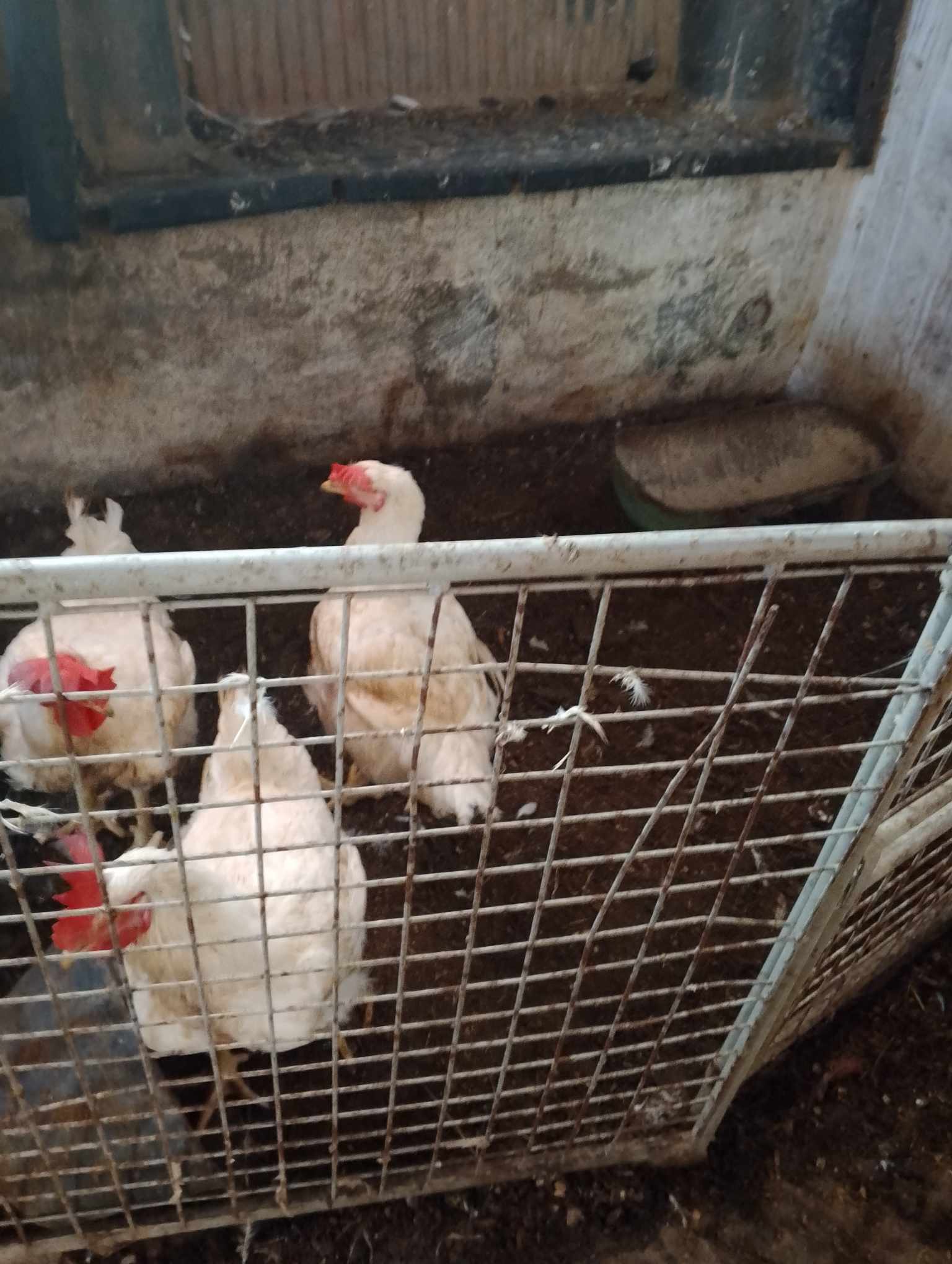 صور/ بني خيار..حجز كميات من لحوم الدواجن باسطبل يستغل كمذبح عشوائي صور/ بني خيار..حجز كميات من لحوم الدواجن باسطبل يستغل كمذبح عشوائي