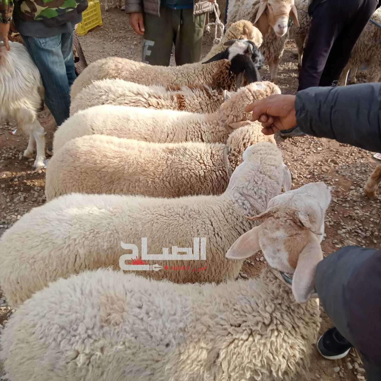 القيروان.. حركية محتشمة بسوق الأضاحي قبل العيد 1 WhatsApp_Image_2026-05-11_at_13.00.49.jpeg