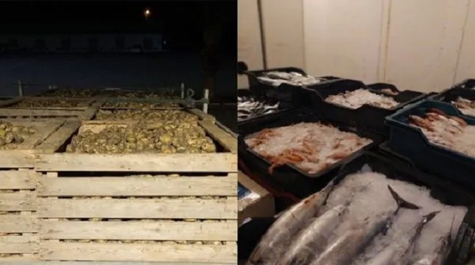 سوسة.. حجز 1054 كغ من المنتوجات البحرية غير صالحة للإستهلاك سوسة.. حجز 1054 كغ من المنتوجات البحرية غير صالحة للإستهلاك