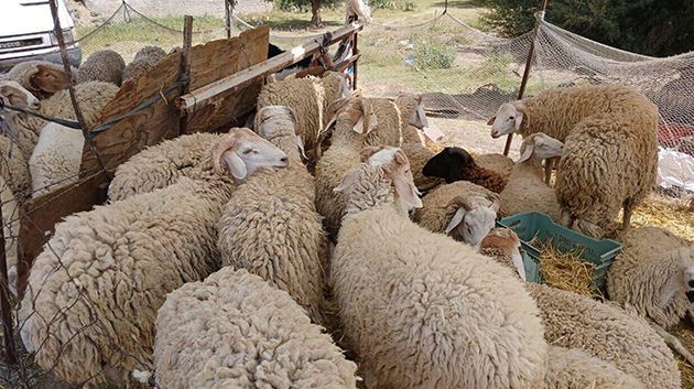  للتحكم في أسعار الأضاحي.. تونس تستعد لتوريد 20 ألف رأس من الضأن الحي و15 الف رأس مبردة 