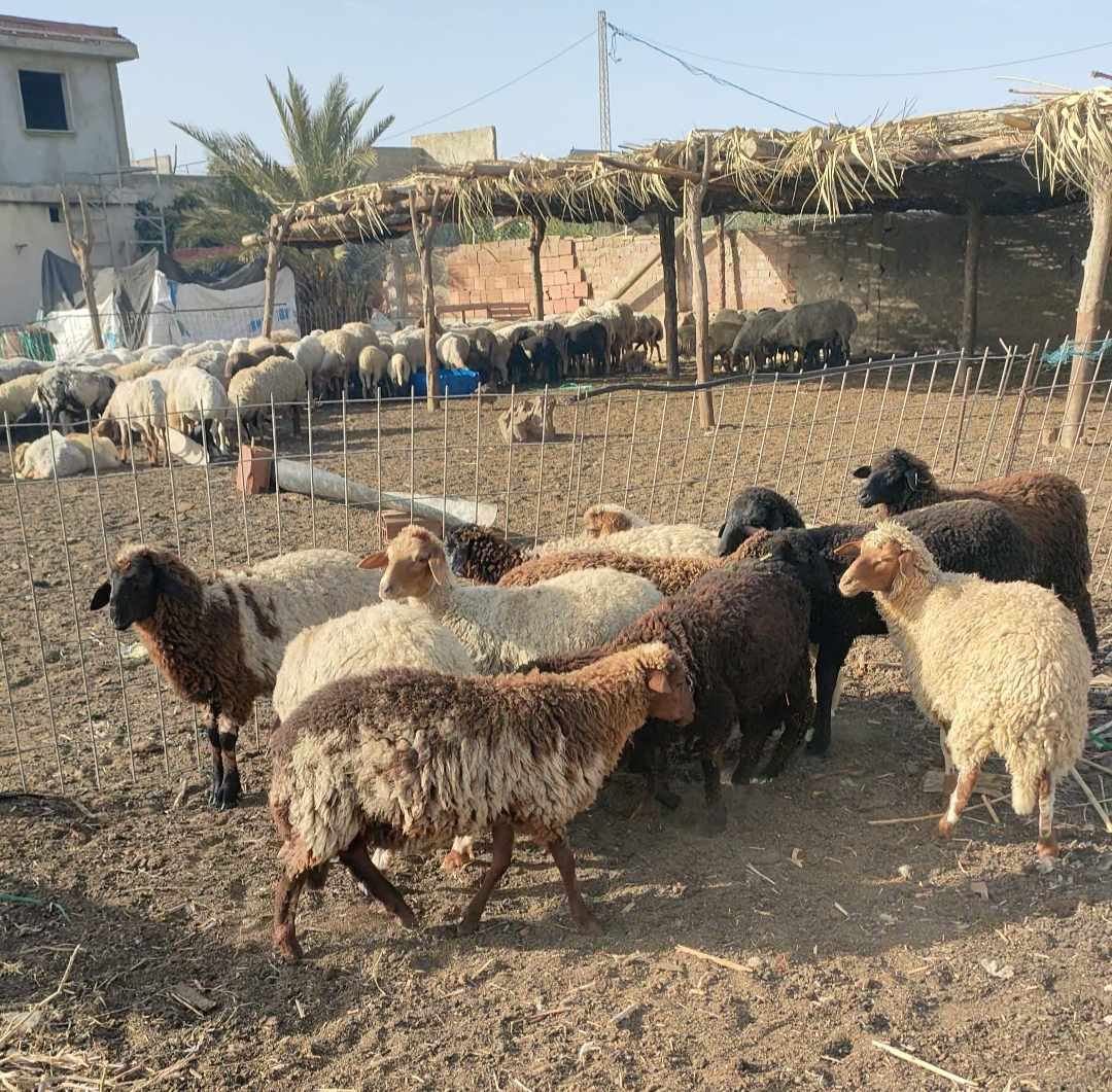 جزء_من_الاغنام_في_انتظار_التوزيع.jpg