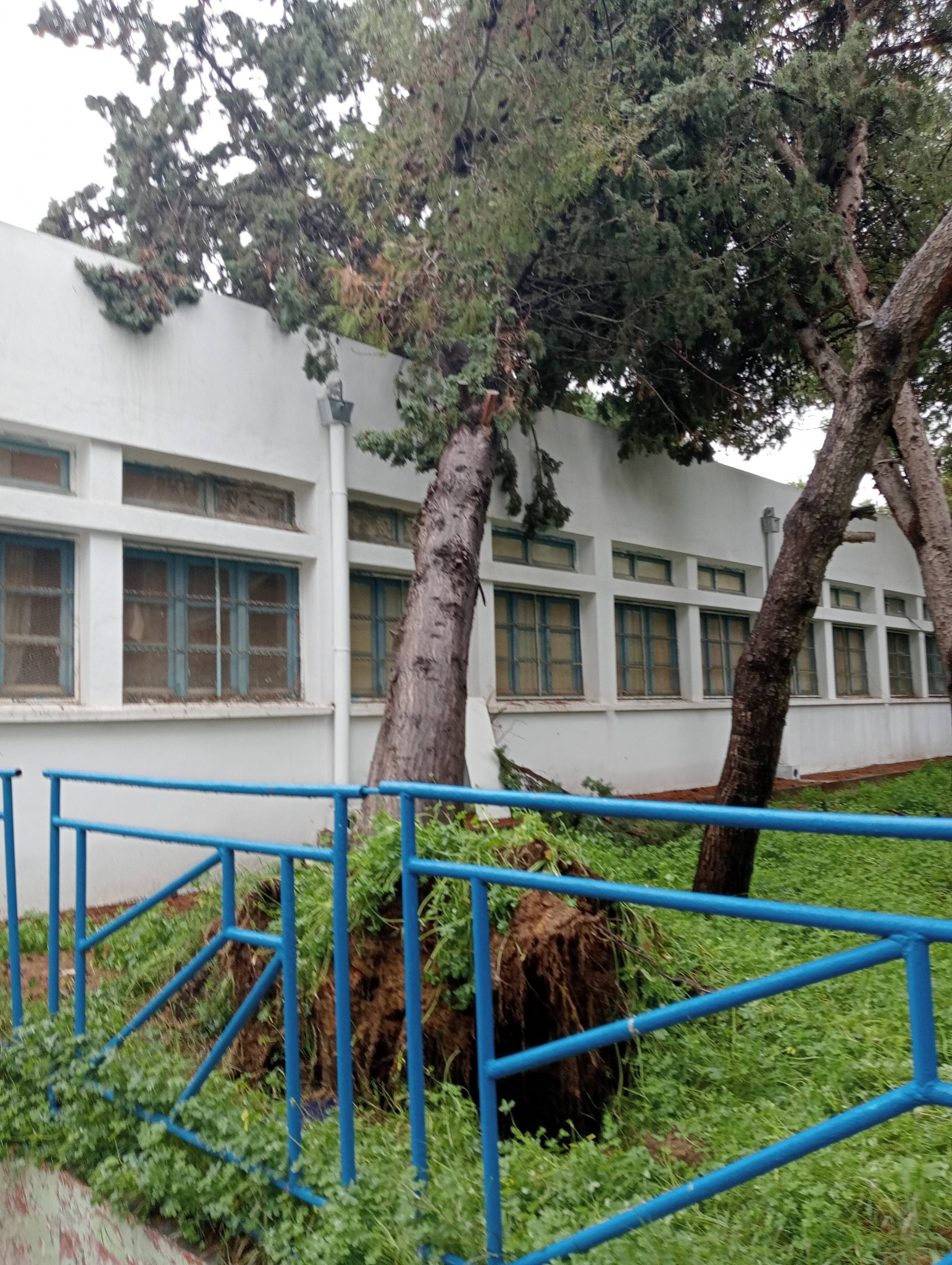 سقوط_شجرة_في_معهد_اين_سينا_منزل_بورقيبة.jpg