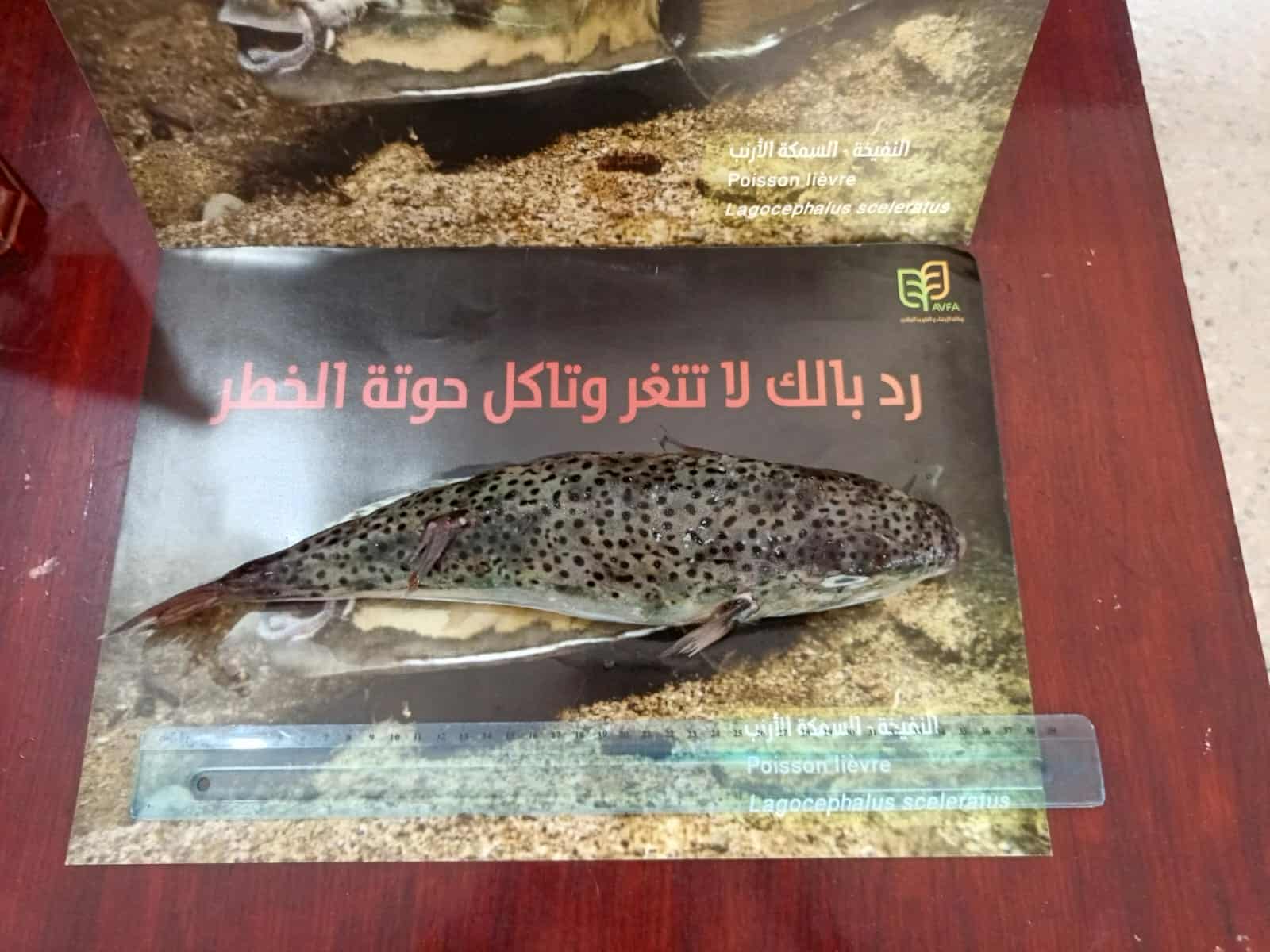 شعار_الحملة.jpeg